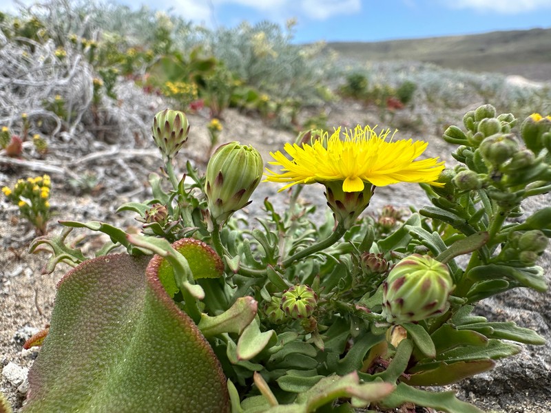 Malacothri insularis photo 2