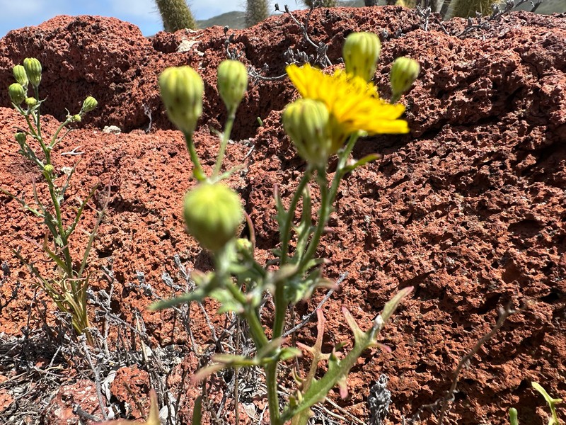 Malacothri insularis photo 3
