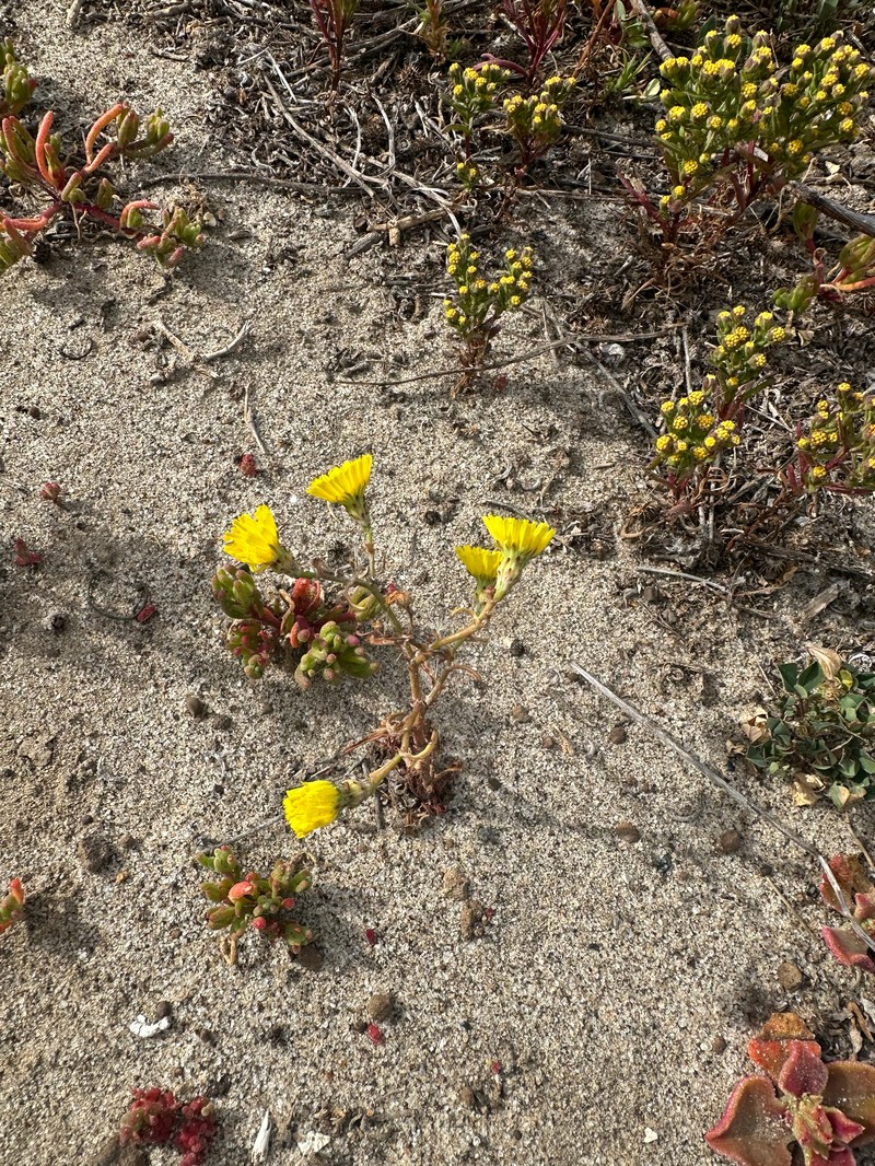 Malacothri insularis photo 4