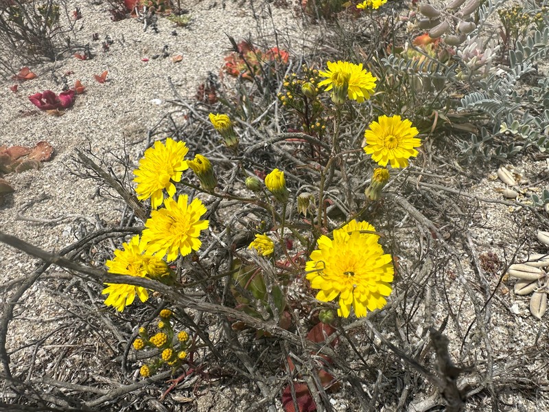 Malacothri insularis photo 5