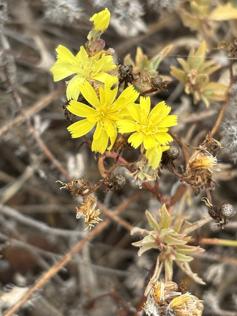 Malacothri insularis photo 6