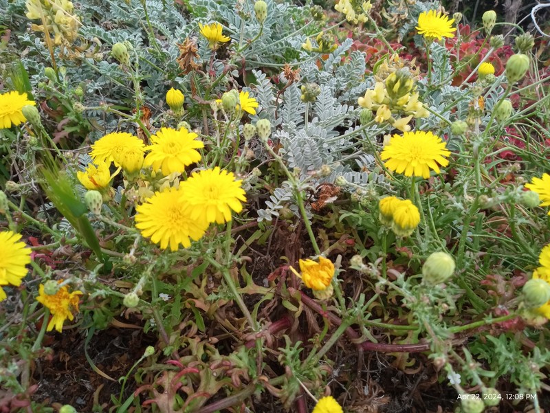 Malacothri insularis photo 7