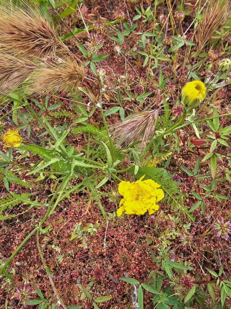 Malacothri insularis photo 8