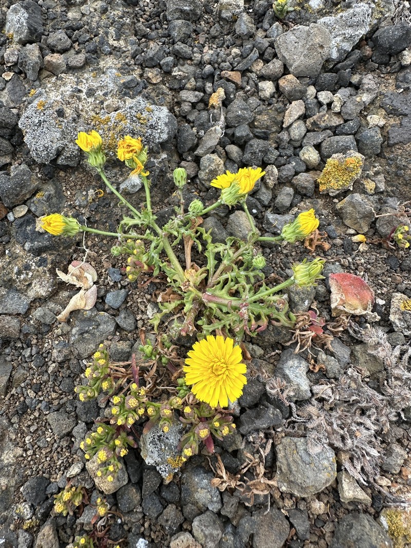Malacothrix foliosa subsp. philbrickii photo 2