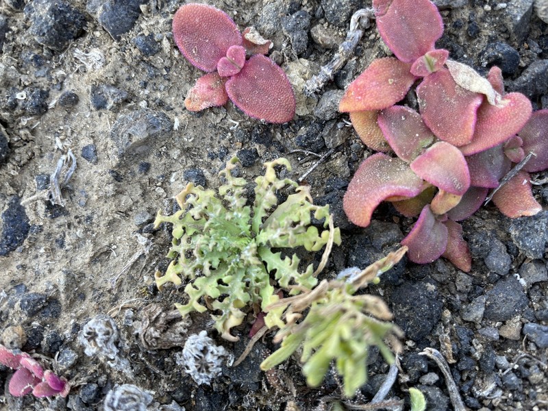 Malacothrix foliosa subsp. philbrickii photo 4