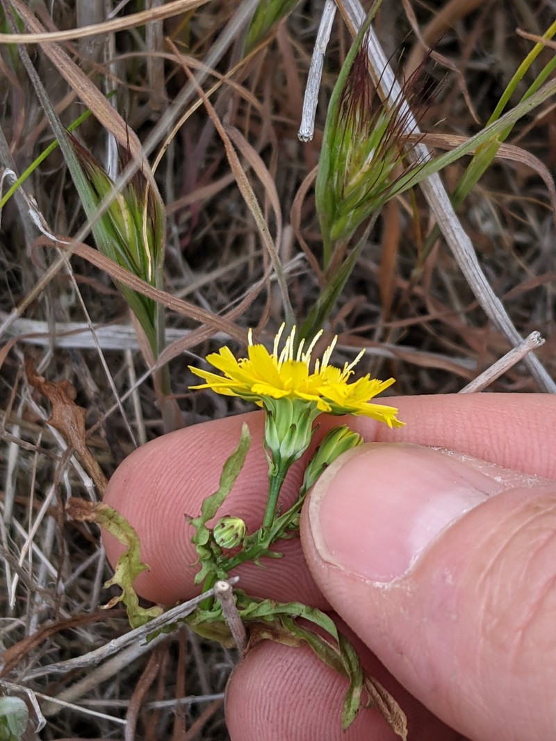 Malacothrix foliosa subsp. philbrickii photo 5