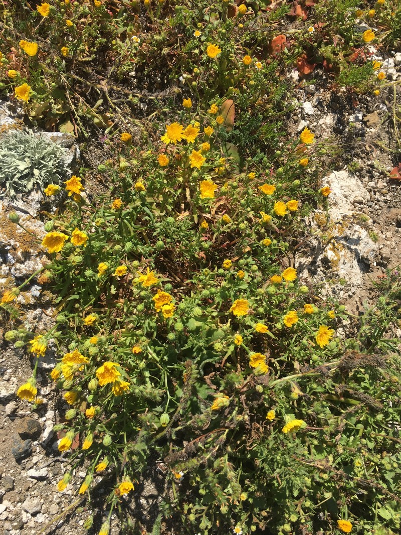 Malacothrix foliosa subsp. philbrickii photo 6