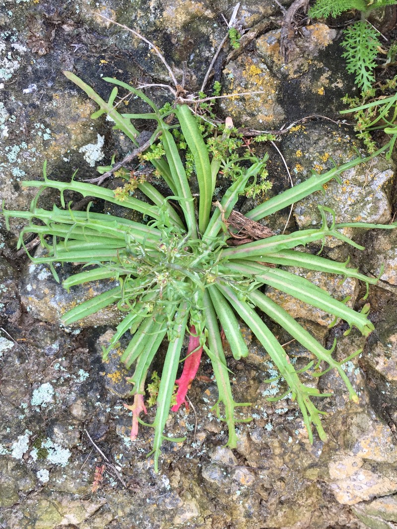 Malacothrix foliosa subsp. philbrickii photo 7
