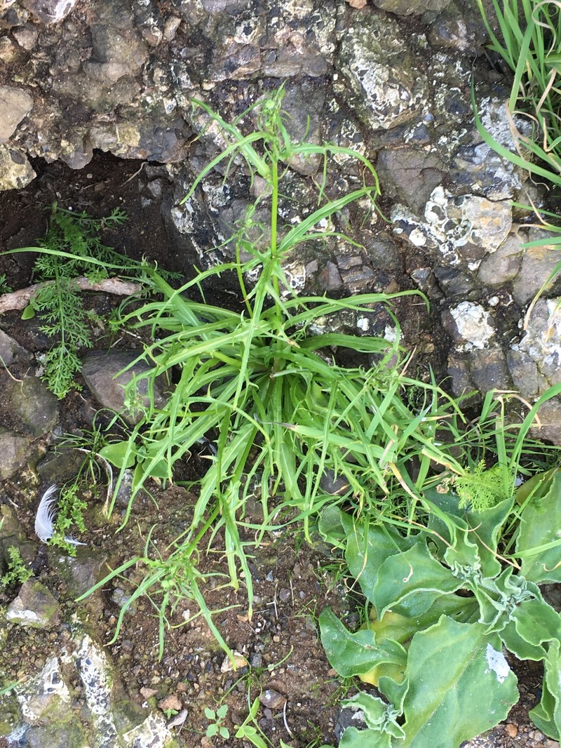 Malacothrix foliosa subsp. philbrickii photo 8