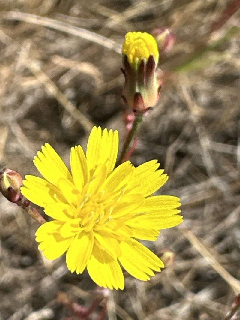 Malacothrix foliosa subsp. polycephala