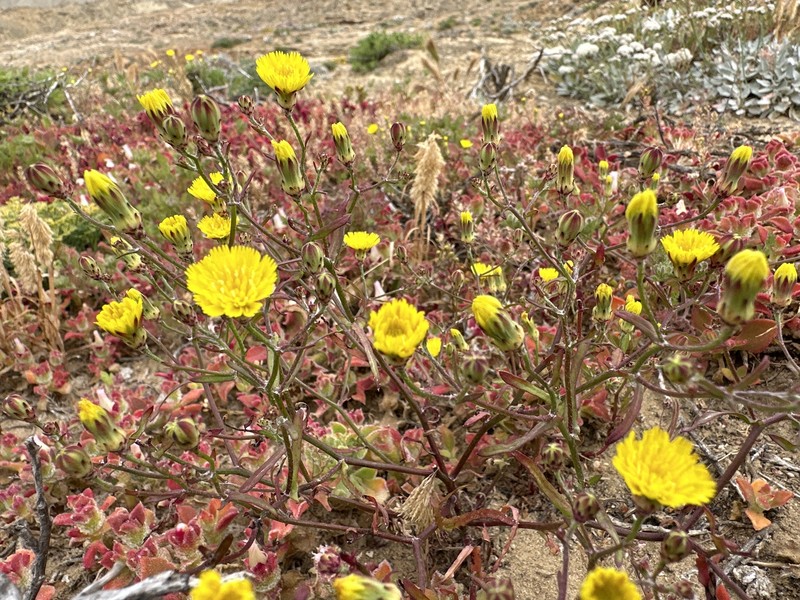 Malacothrix foliosa subsp. polycephala photo 2