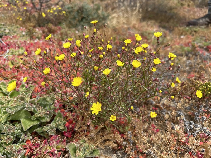 Malacothrix foliosa subsp. polycephala photo 3