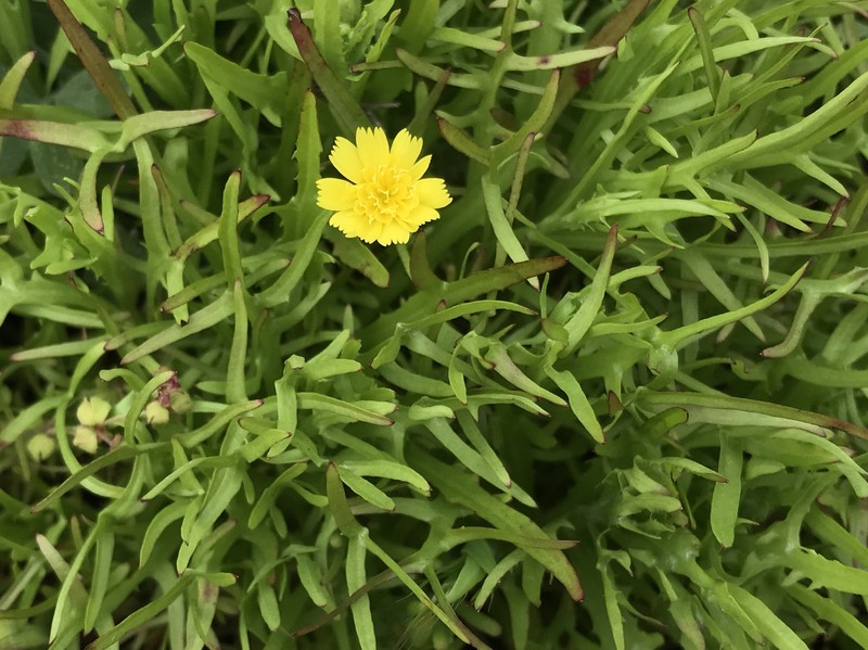 Malacothrix foliosa subsp. polycephala photo 4