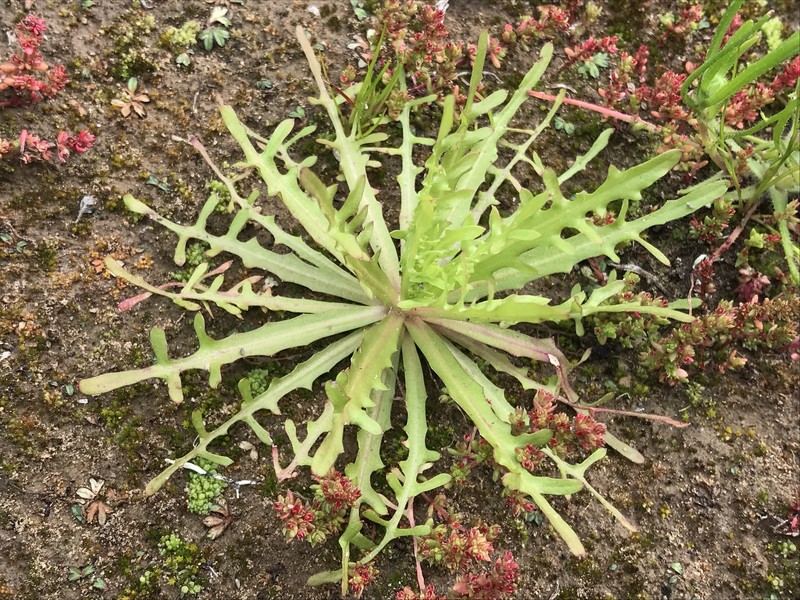 Malacothrix foliosa subsp. polycephala photo 5