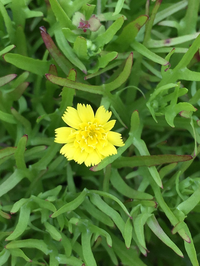 Malacothrix foliosa subsp. polycephala photo 6