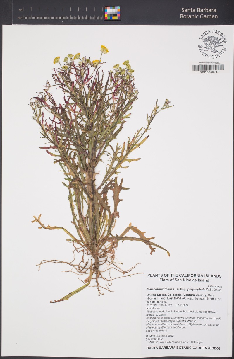 Malacothrix foliosa subsp. polycephala photo 8