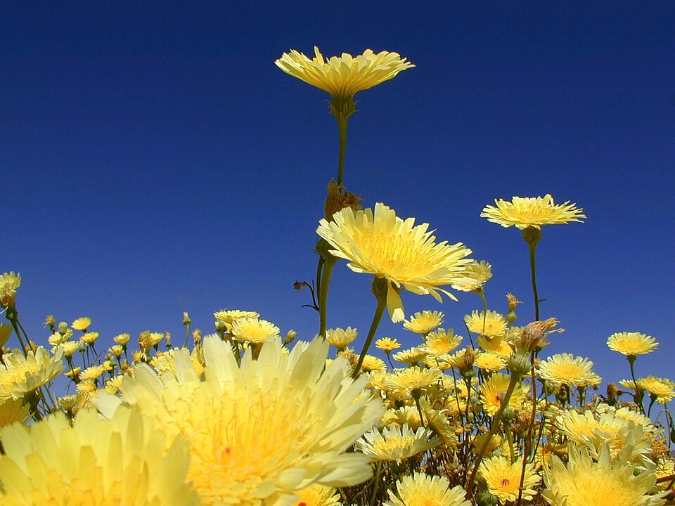Smooth Desertdandelion photo 5