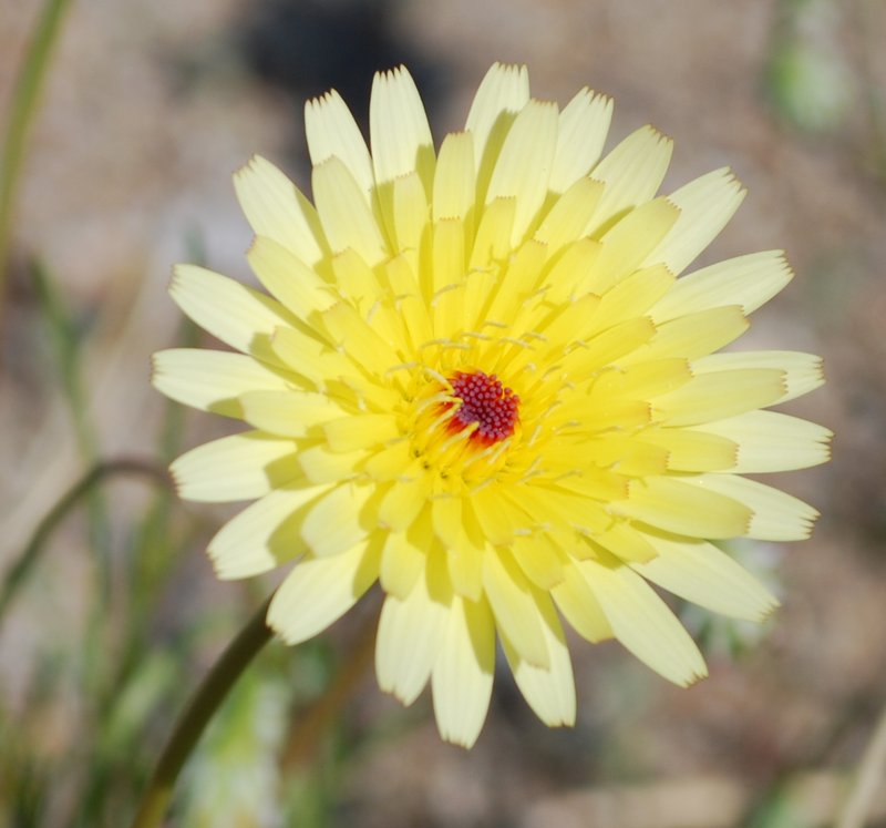 Smooth Desertdandelion photo 6