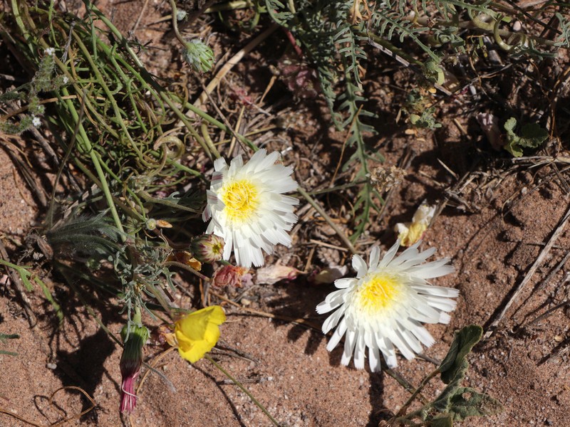 Smooth Desertdandelion photo 5
