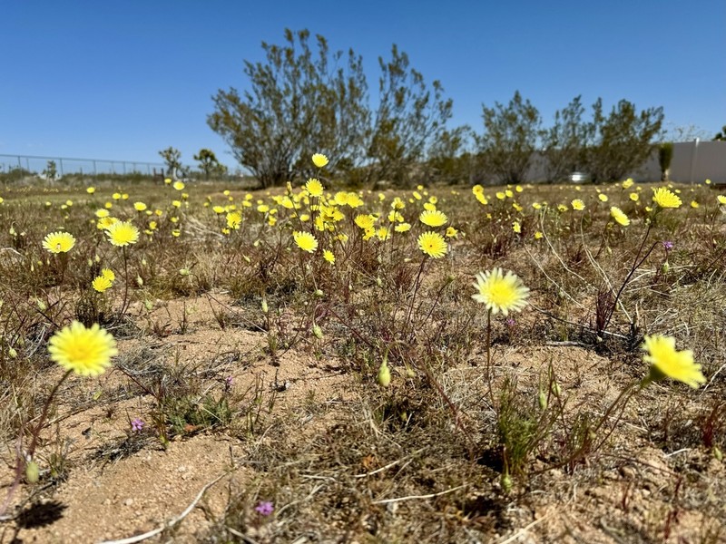 Smooth Desertdandelion photo 6