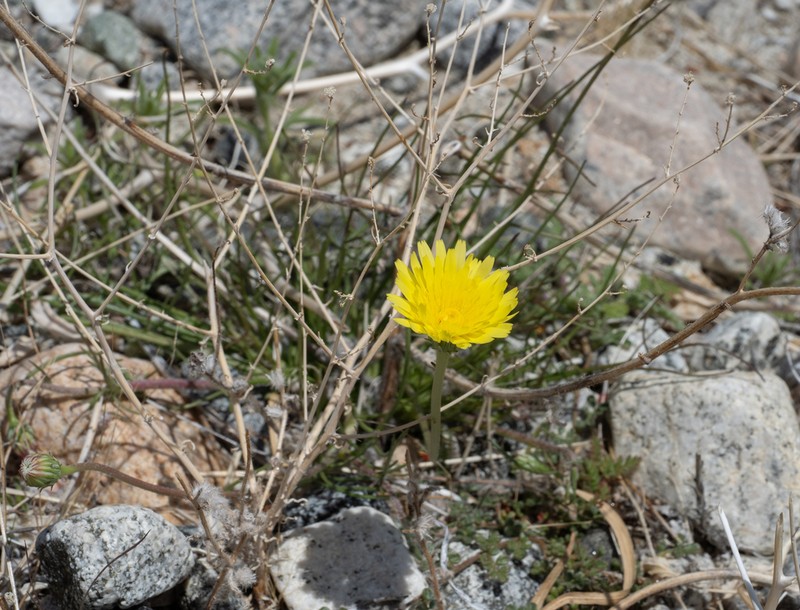 Smooth Desertdandelion photo 7