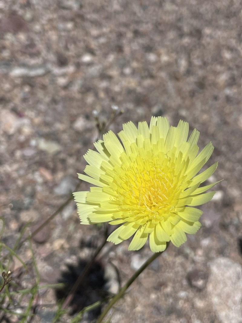 Smooth Desertdandelion photo 8