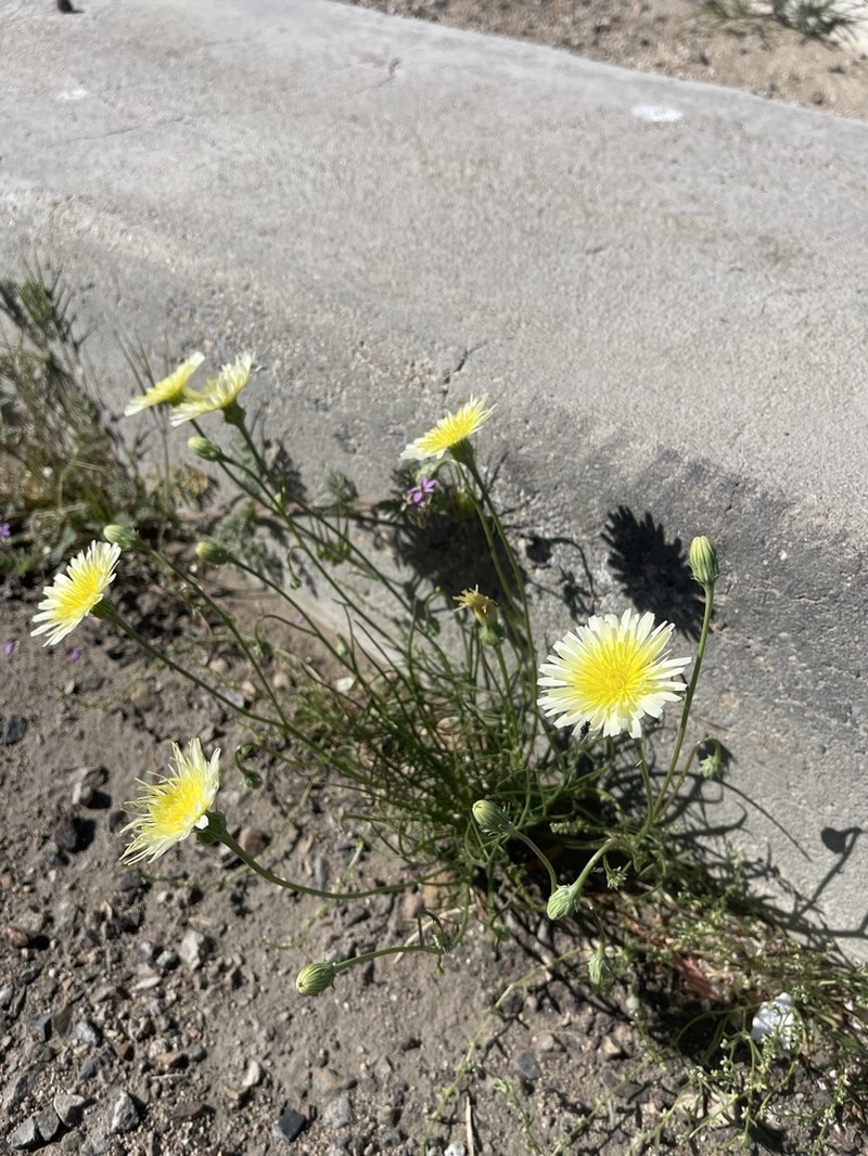 Smooth Desertdandelion photo 9
