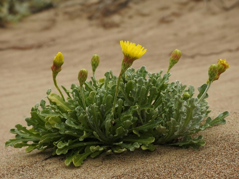 Dunedelion photo 7