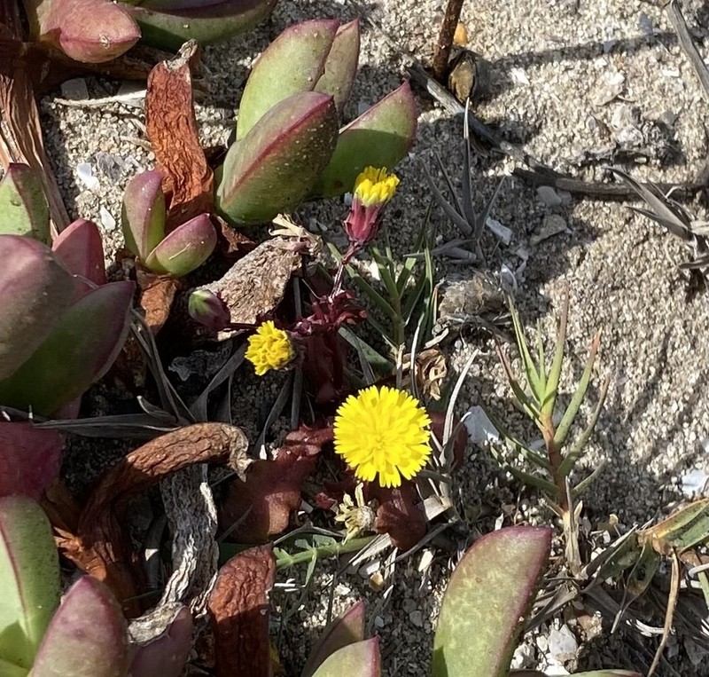 Santa Cruz Island Desertdandelion