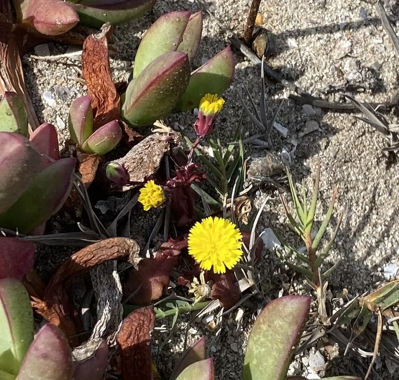 Santa Cruz Island Desertdandelion photo 2