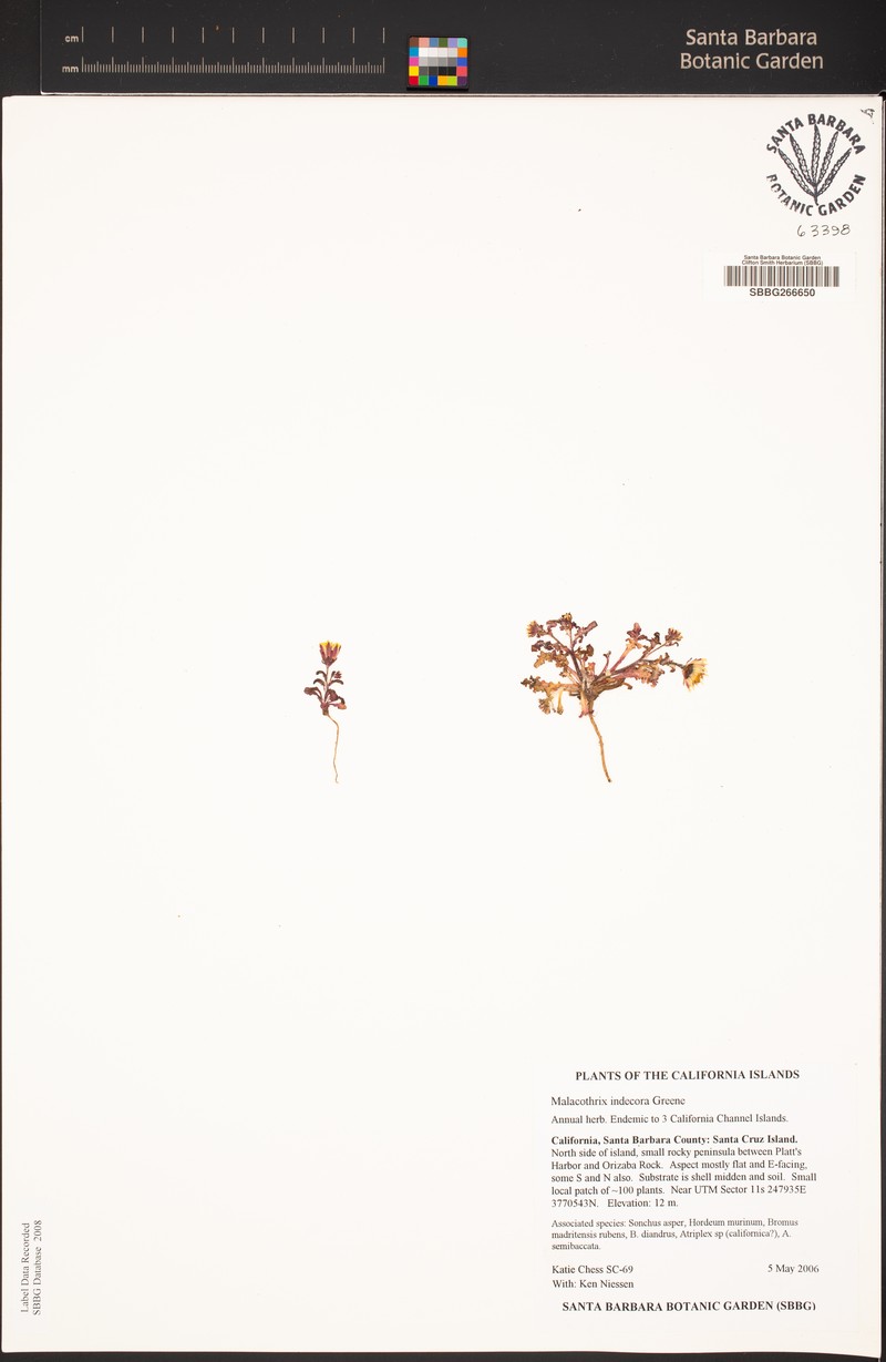 Santa Cruz Island Desertdandelion photo 4