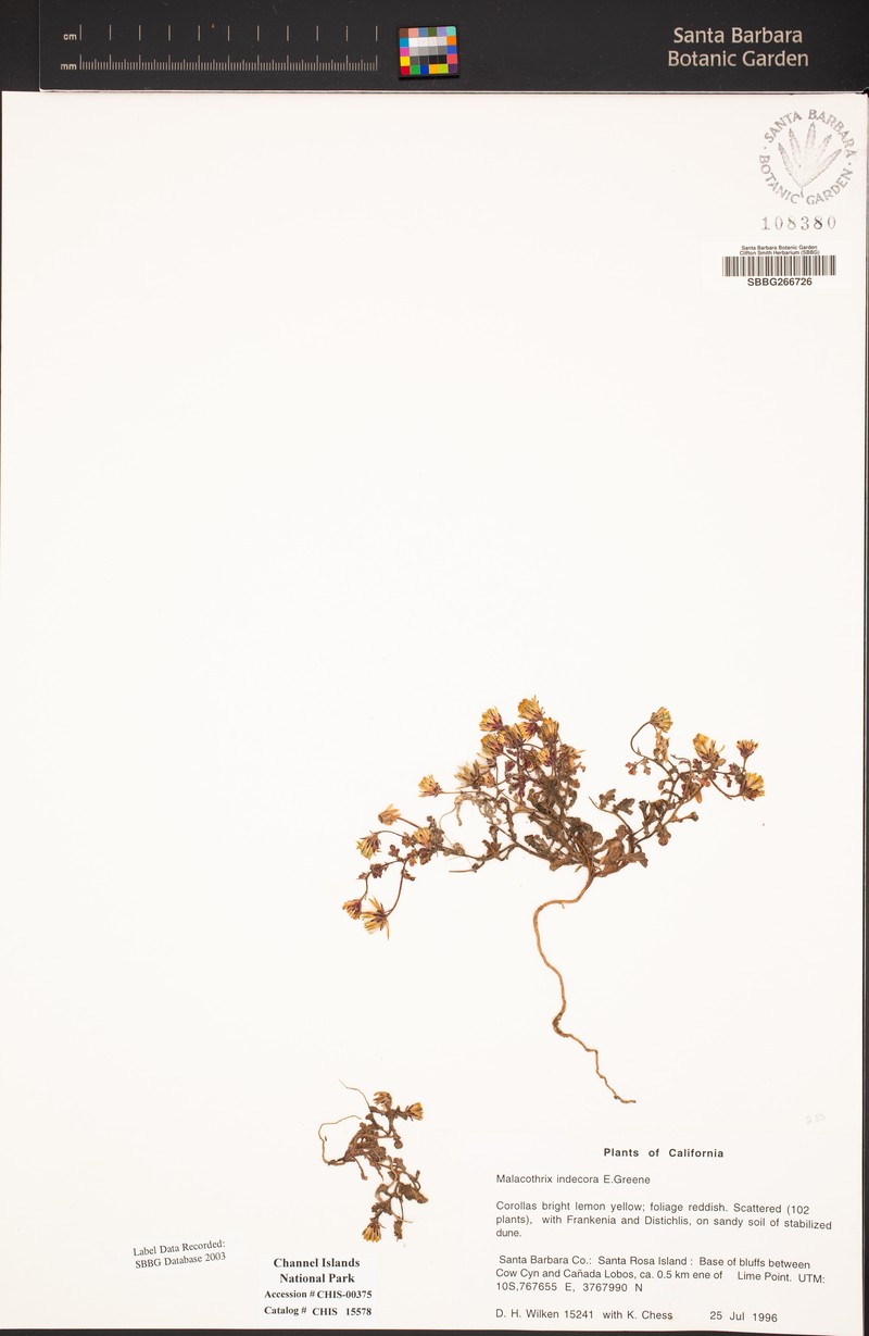 Santa Cruz Island Desertdandelion photo 6