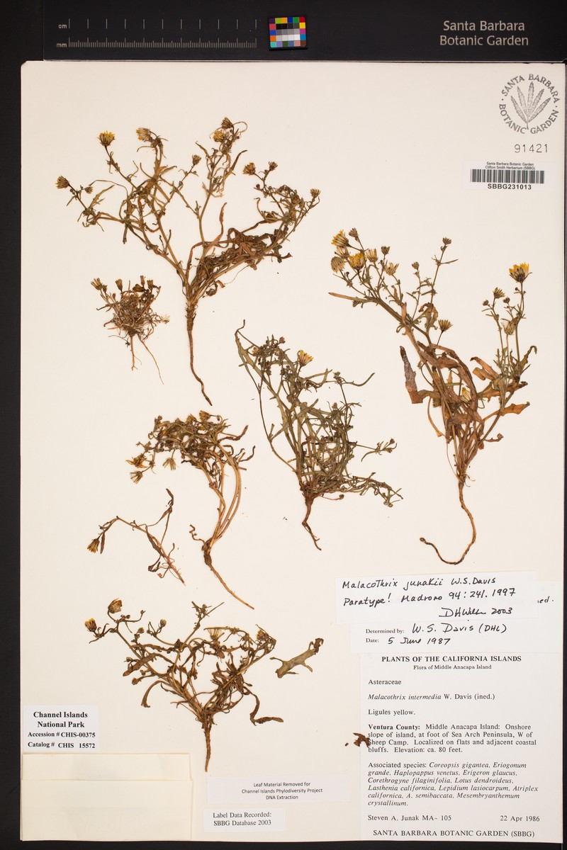 Junak's Desertdandelion