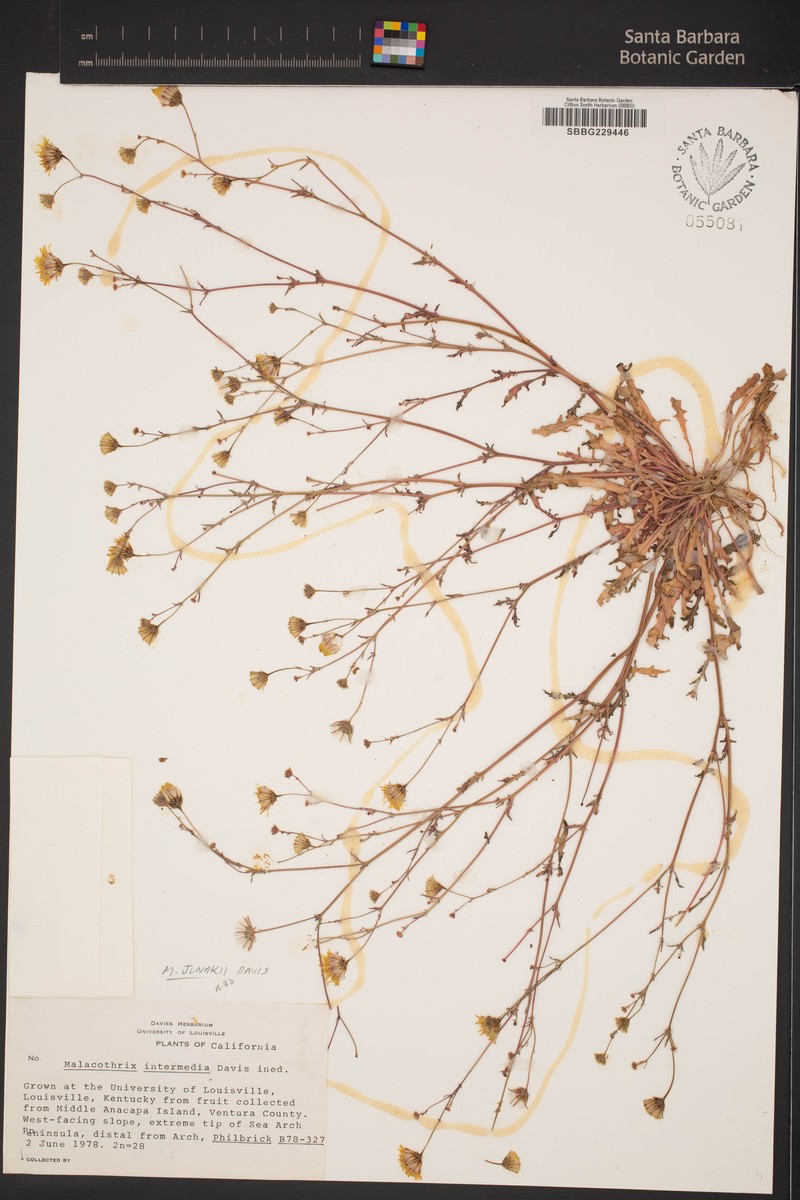 Junak's Desertdandelion photo 2