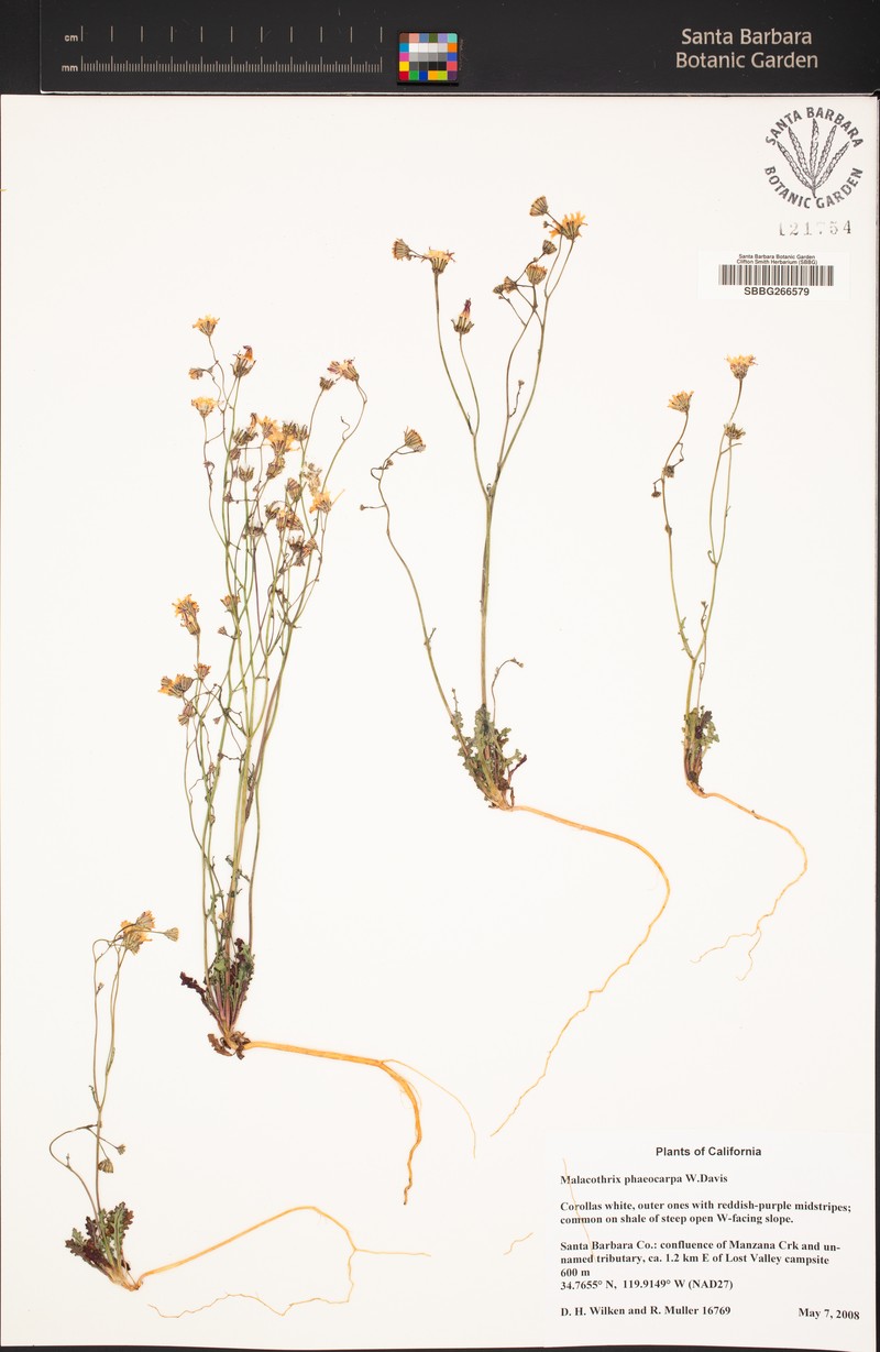 Davis' Desertdandelion