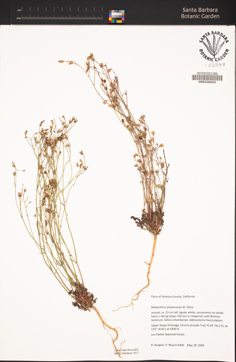 Davis' Desertdandelion photo 2