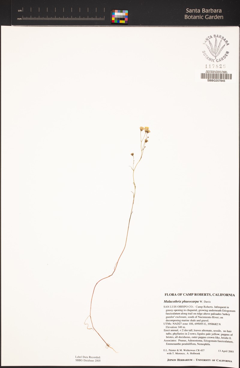 Davis' Desertdandelion photo 4