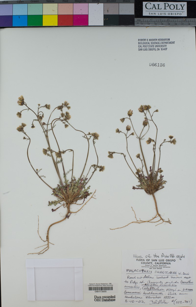 Davis' Desertdandelion photo 5