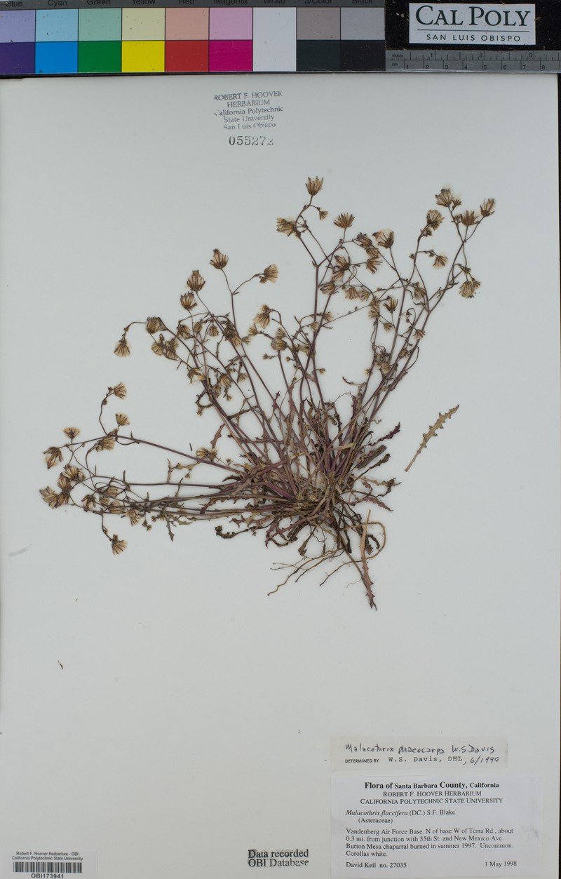 Davis' Desertdandelion photo 6