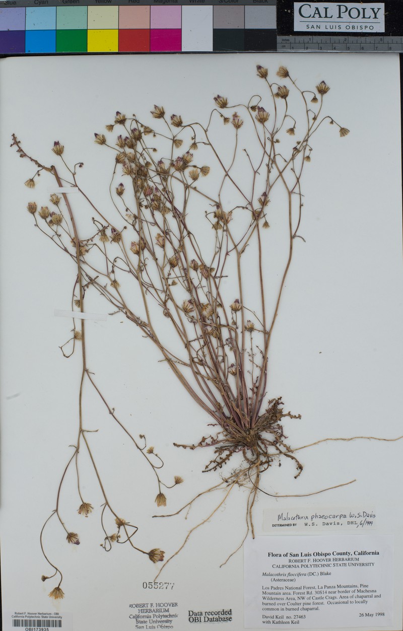 Davis' Desertdandelion photo 7