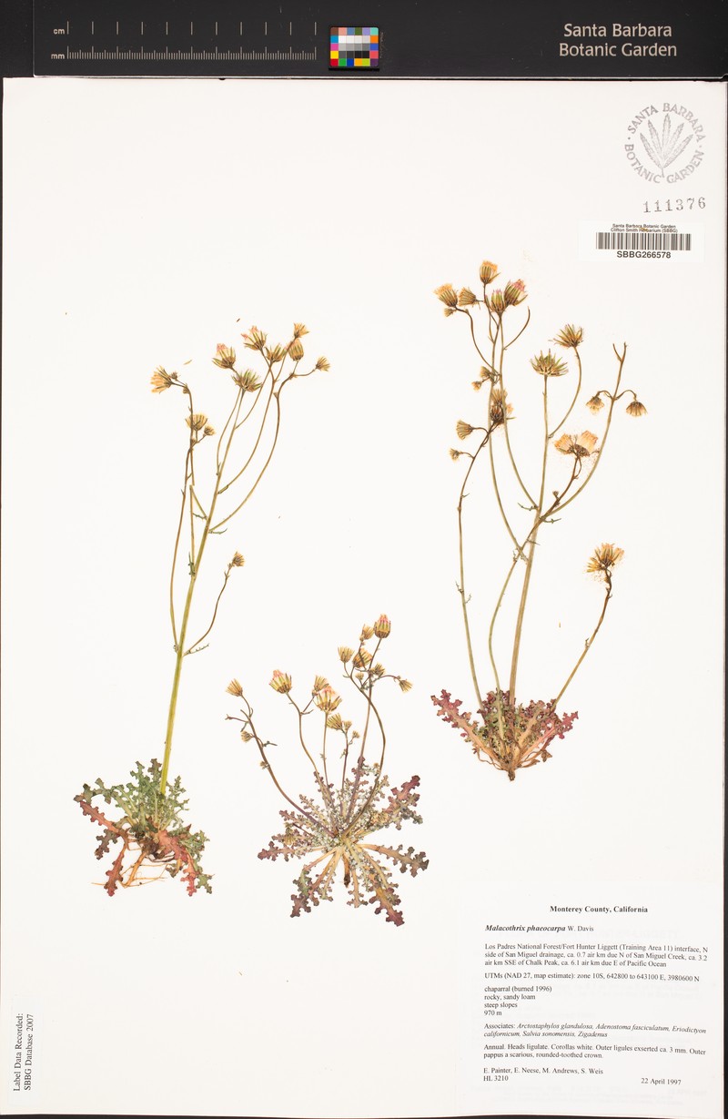 Davis' Desertdandelion photo 8