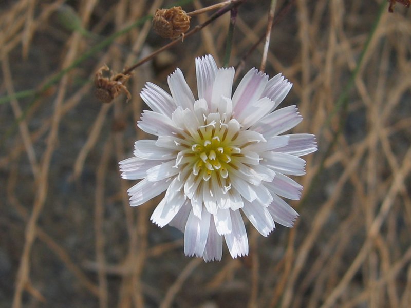 Cliff Desertdandelion