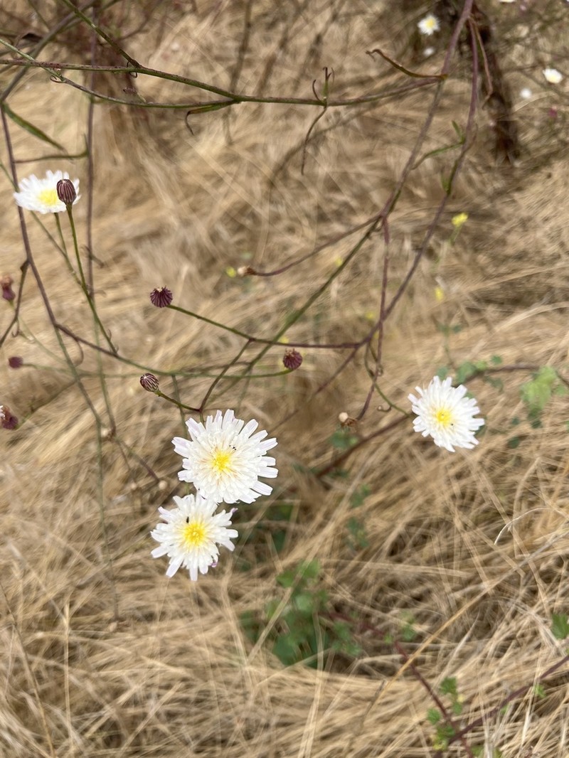 Cliff Desertdandelion photo 2