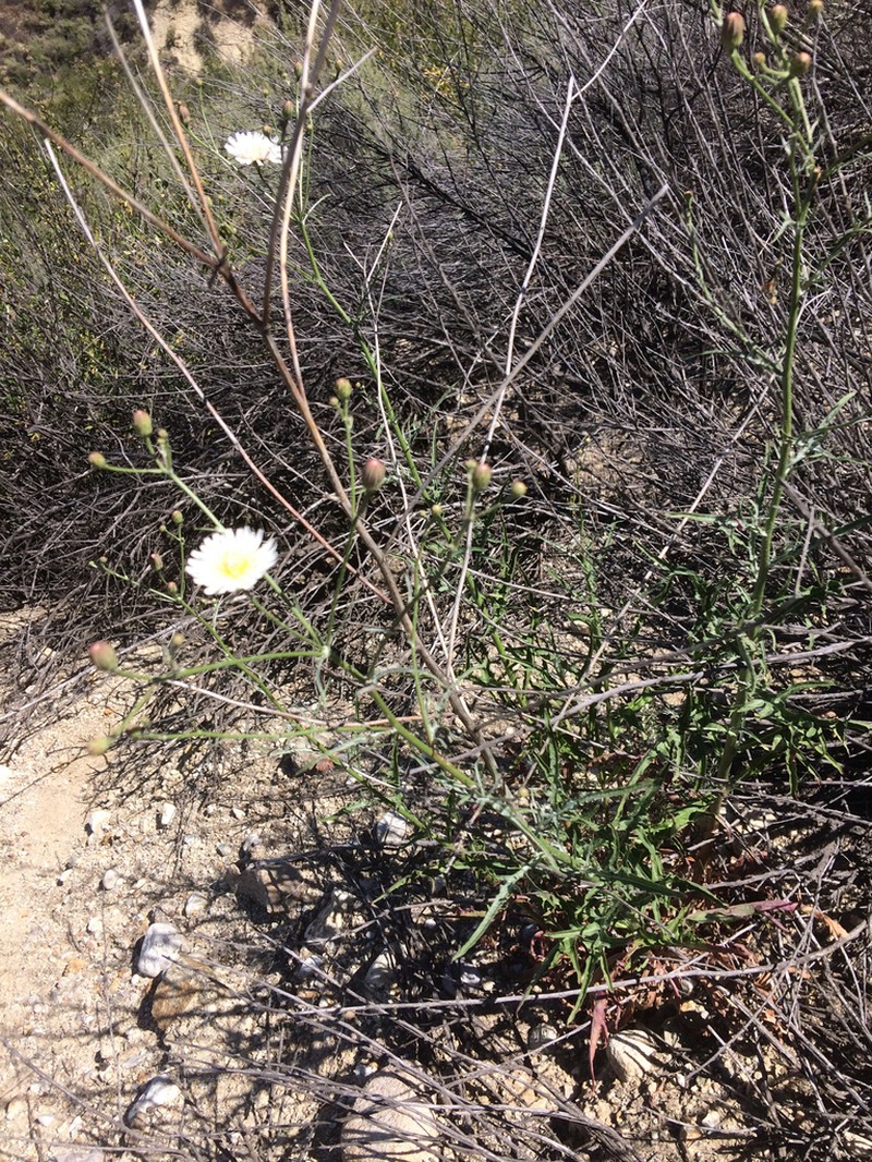 Cliff Desertdandelion photo 3