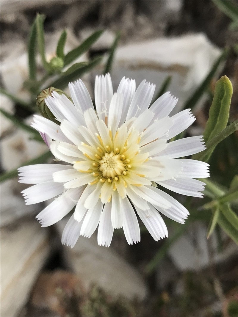 Cliff Desertdandelion photo 4