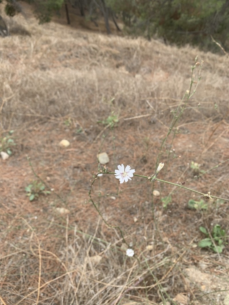 Cliff Desertdandelion photo 5