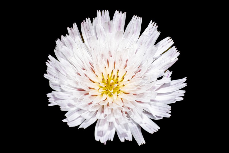 Cliff Desertdandelion photo 7