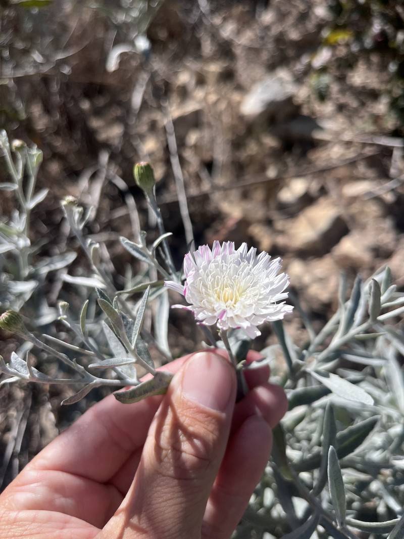 Malacothrix saxatilis var. arachnoidea