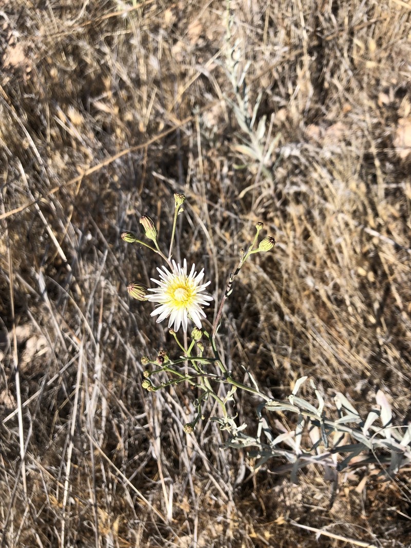 Malacothrix saxatilis var. arachnoidea photo 2