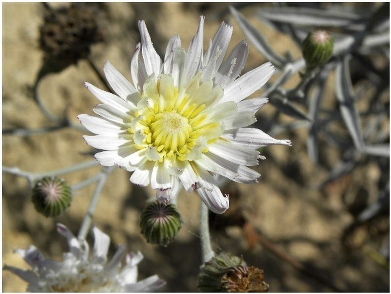 Malacothrix saxatilis var. arachnoidea photo 3